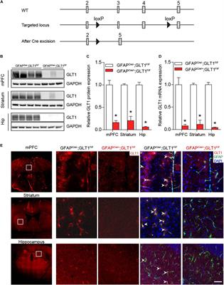 Astrocytic Glutamate Transporter 1 (GLT1) Deficiency Reduces Anxiety- and Depression-Like Behaviors in Mice